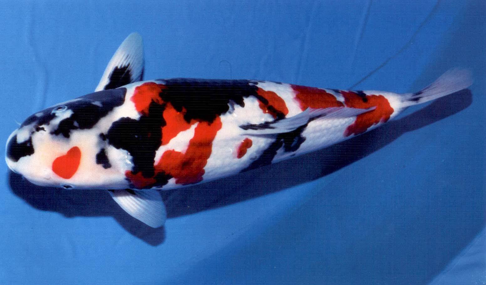 锦鲤突然不吃食是什么原因,锦鲤不吃食有什么办法