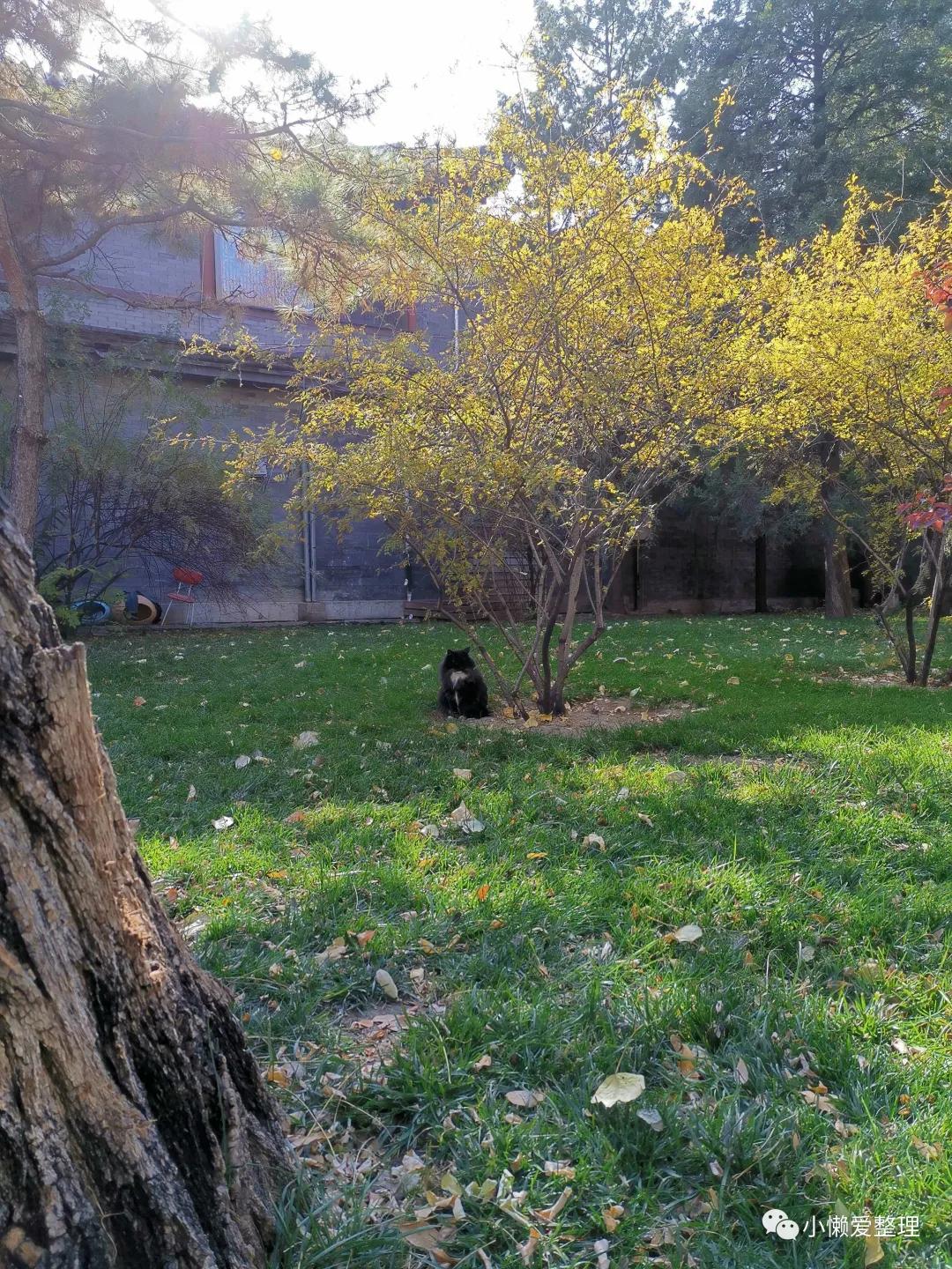笨鸟也想跨过山川海洋
