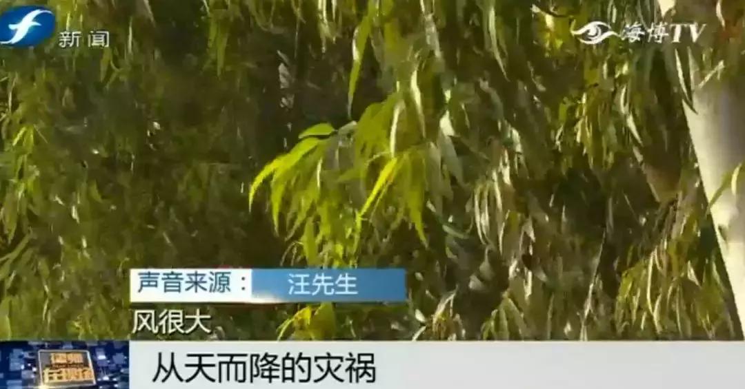 好险|大爷公园散步，硕大枝条垂直戳下，再偏毫厘后果不敢想！