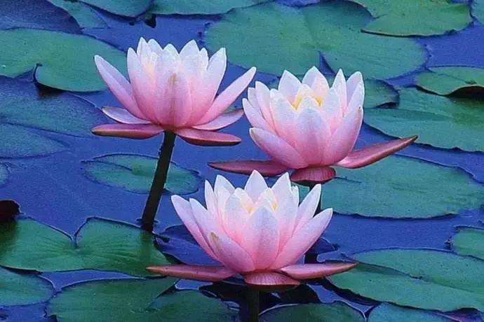 学佛必须要先皈依吗,学佛发心两大误区