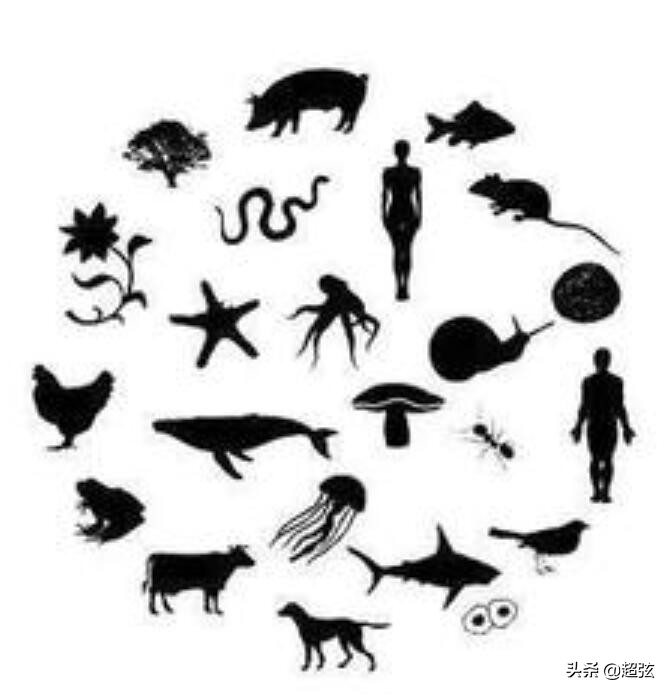 人类为什么智商高于其他动物,人类是食物链顶端动物吗