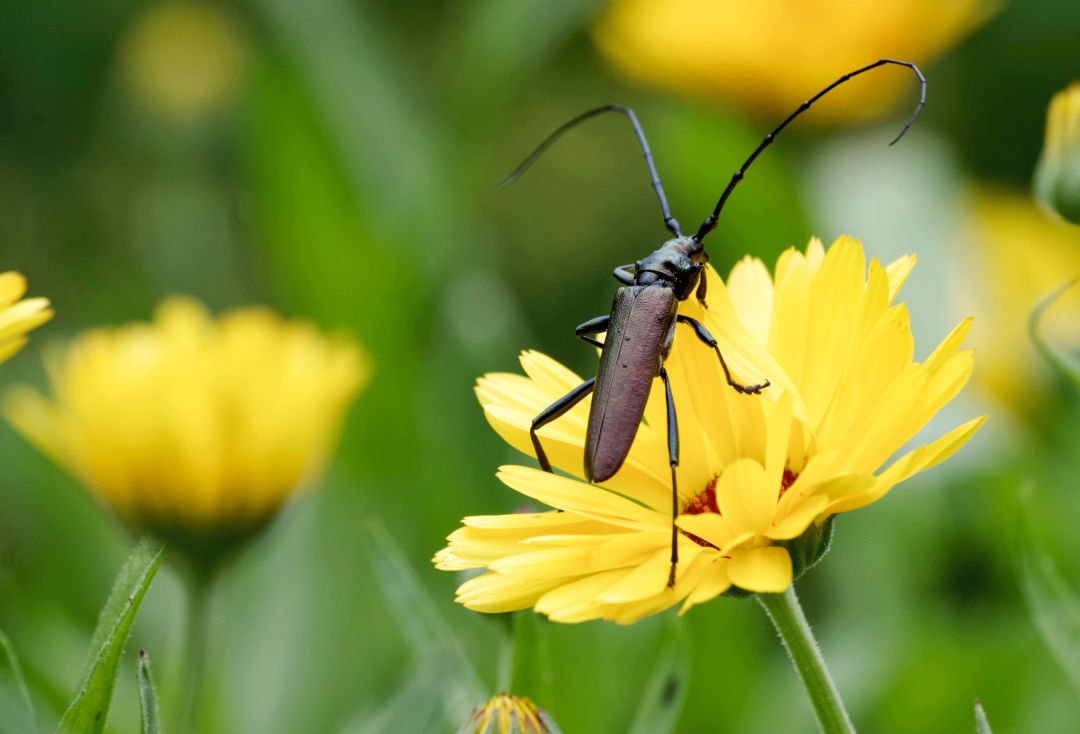 好看的鞘翅目昆虫图片,世界上最罕见的昆虫摄影