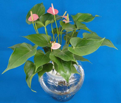 滴水观音冬天冻烂根了怎么能救活,滴水观音叶子发黄烂根怎么办