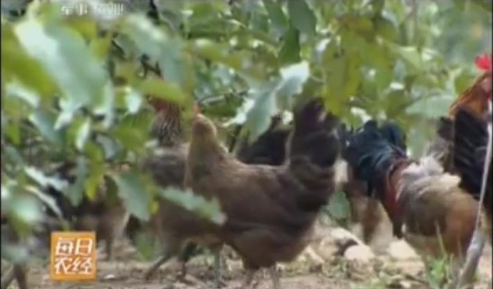 昔日“光棍村”，小伙子宁肯出去倒插门，如今村民纷纷盖新房买汽车