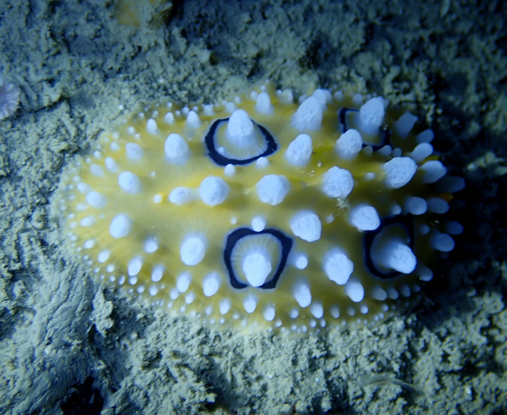 珠海海兔，它们在万山岛活得不错，明年再探望它们