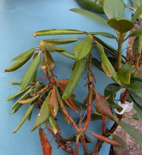 杜鹃花成了光杆戴上塑料袋能活吗,杜鹃花掉花苞后如何管理