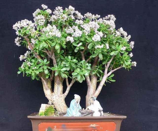 养玉树的十大诀窍,养玉树的绝招大全