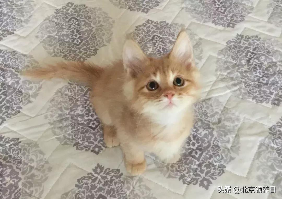 喵星人第二季,喵星人第2季免费观看