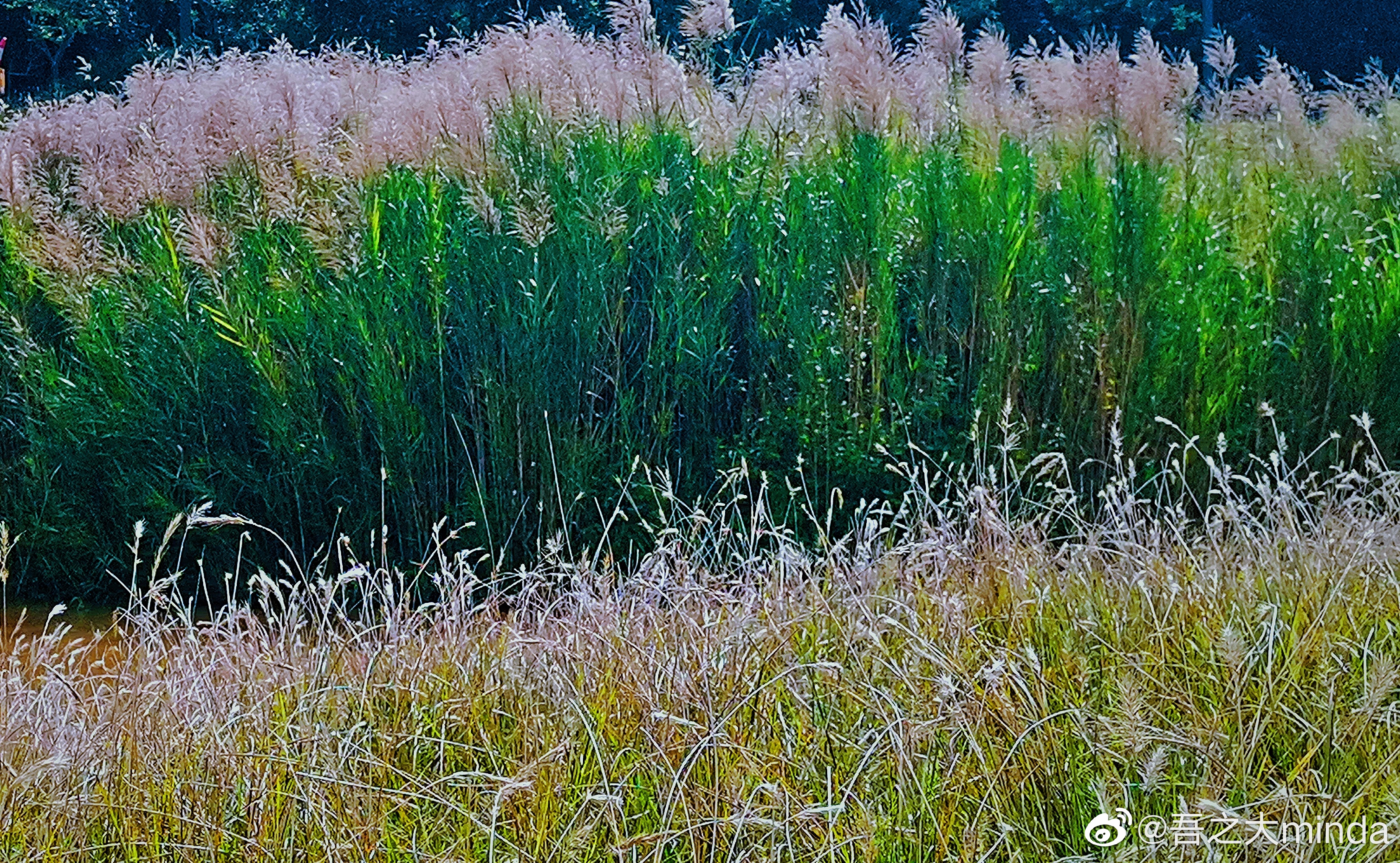 梧桐山下幽径,梧桐山下清风明月