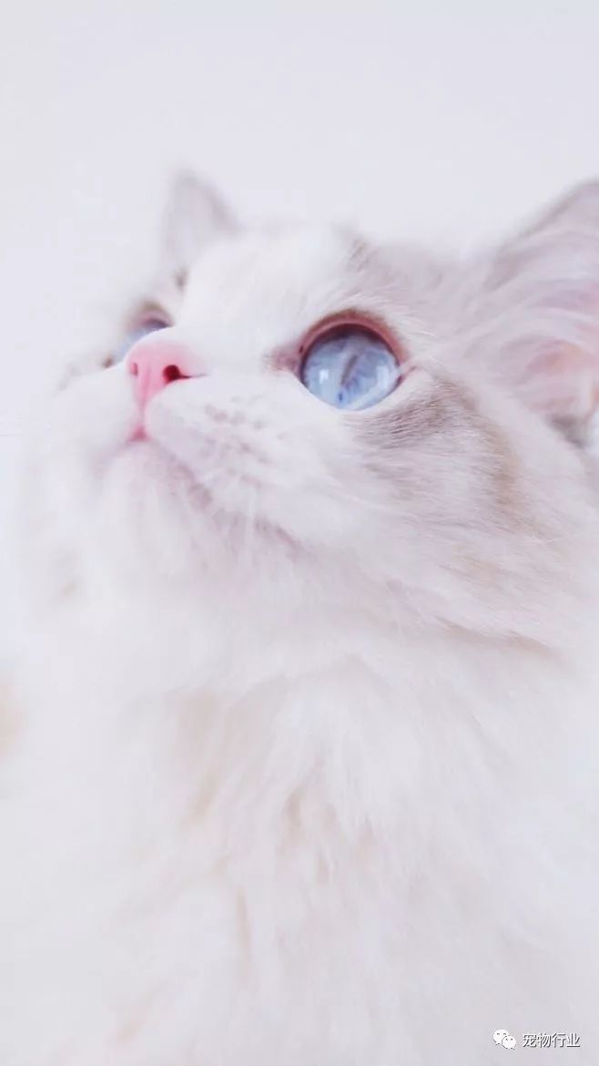 猫中枢神经受损恢复的10个征兆,猫神经受损怎么引起的呢怎么治疗