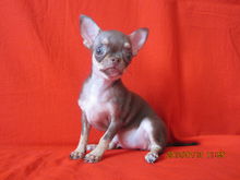 吉娃娃饲养容易吗,吉娃娃犬好训练吗