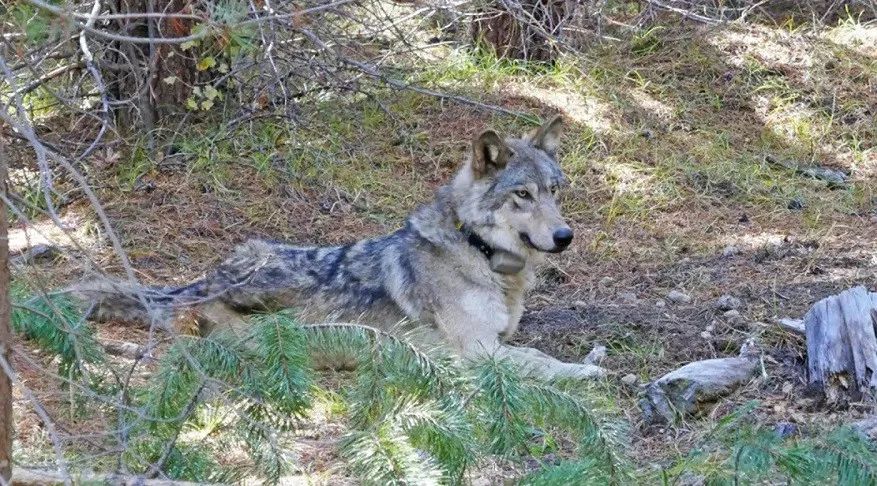 濒危灰狼为了交配，两年奔走14000公里，最后以悲剧告终