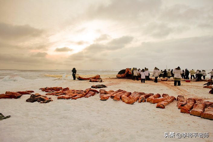 300万头鲸鱼的悲歌，欧美和日本的黑暗捕鲸史，它们驮着欧美文明