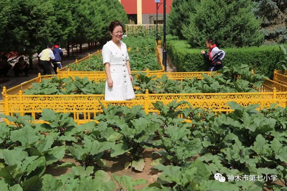 神木市店塔小学校长郝斐,神木七小校长郝斐