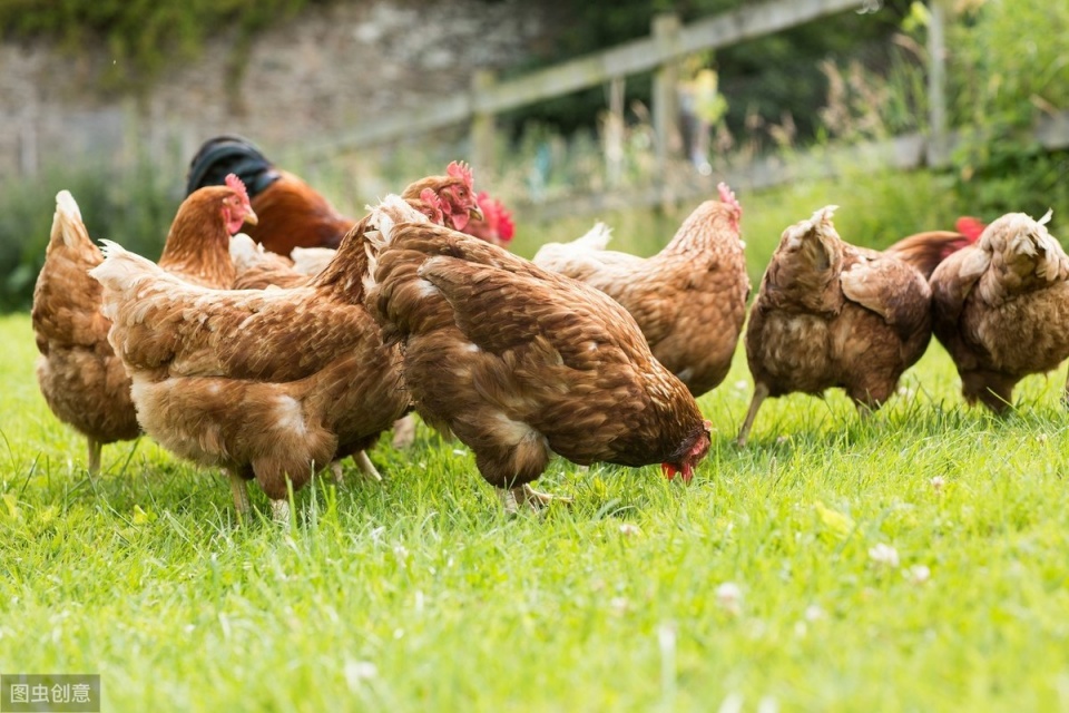 警惕蛋鸡生殖型滑液囊支原体,警惕滑液囊支原体