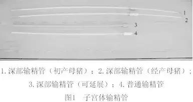 母猪授精早晚与产崽数量关系,怎样掌握母猪最佳的授精时期