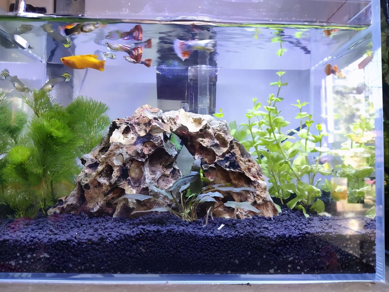 有藻类的鱼缸还需要过滤啊,充满藻类的鱼缸怎么过滤