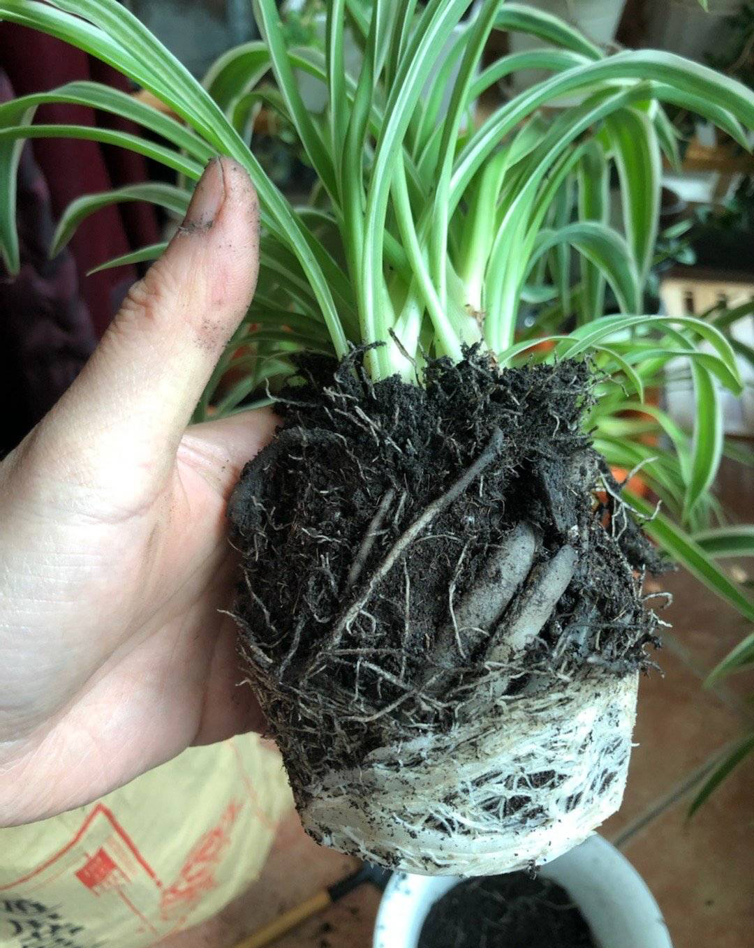 吊兰怎么养才能更旺盛10个小秘诀,青叶吊兰怎么养护才能长出匍匐茎