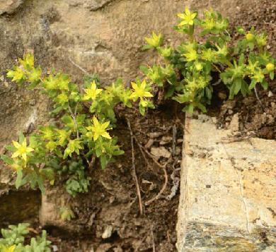 老中医可以给孩子起名吗,用中药名字给孩子取名可以吗