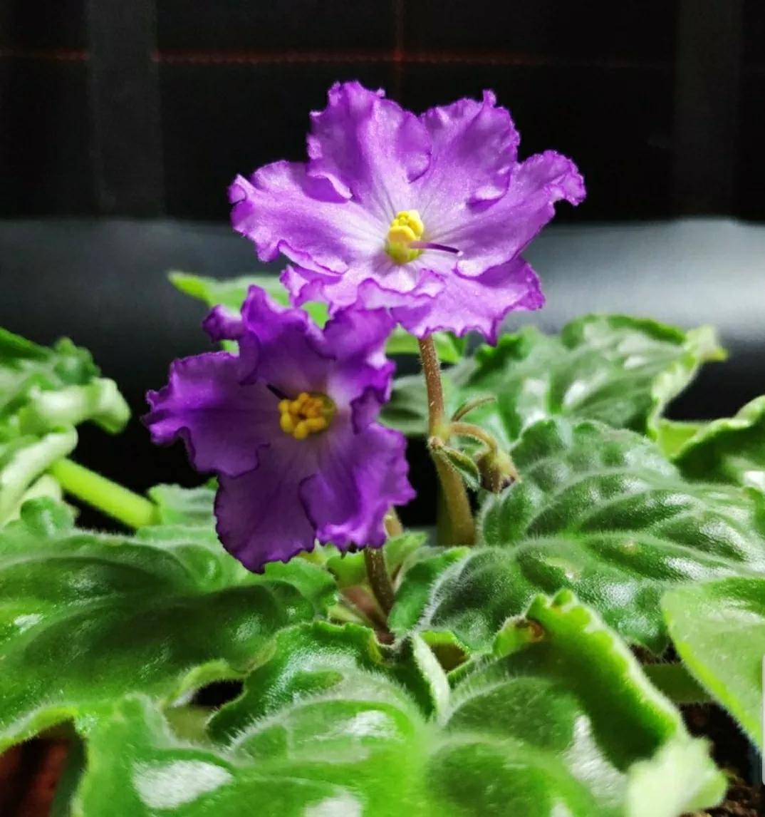 奇葩造型花：头上长草，心中有鬼，白月光。白天不开你非要晚上开