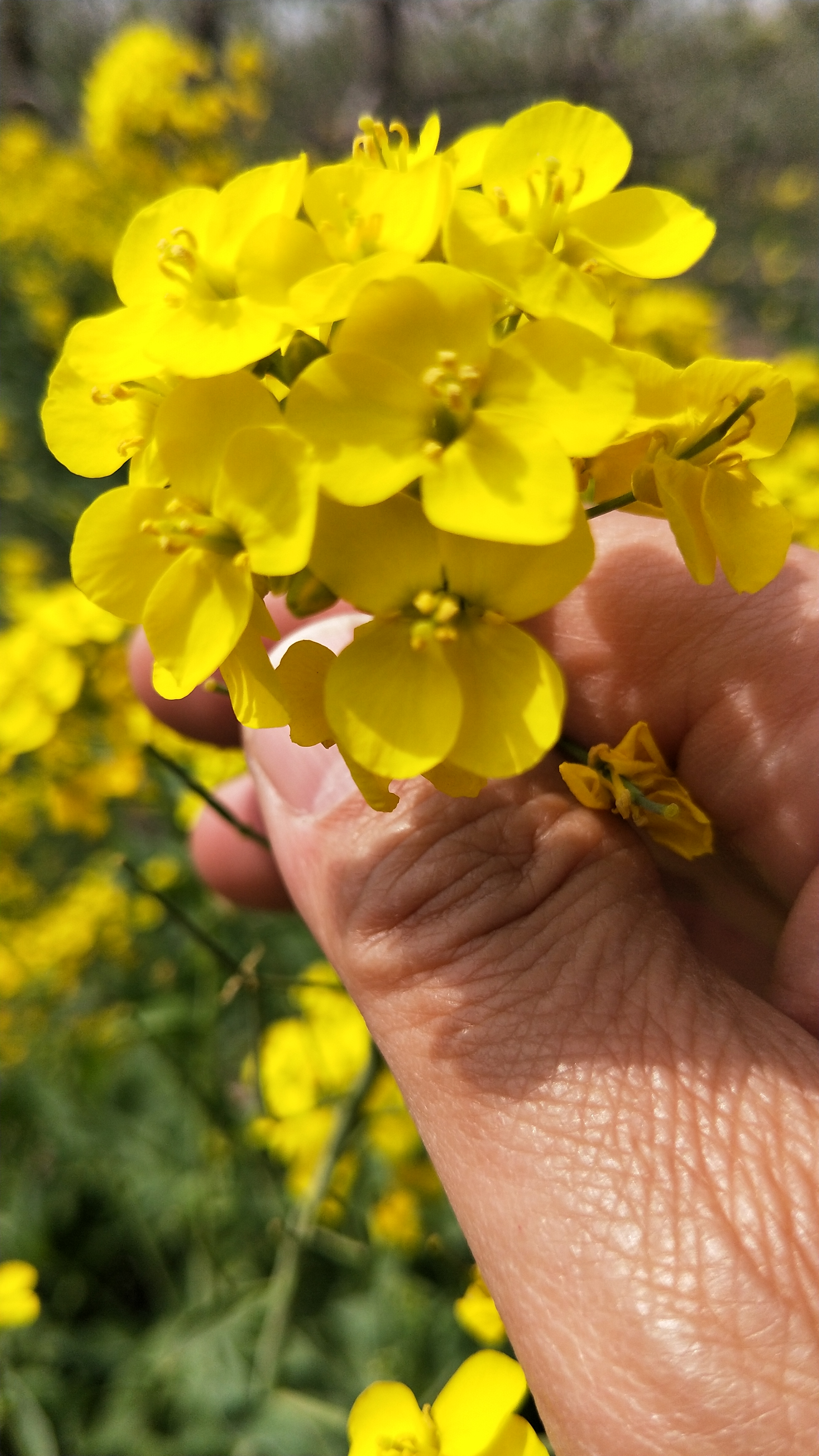 油菜中药名称芸苔,芸苔与油菜视频