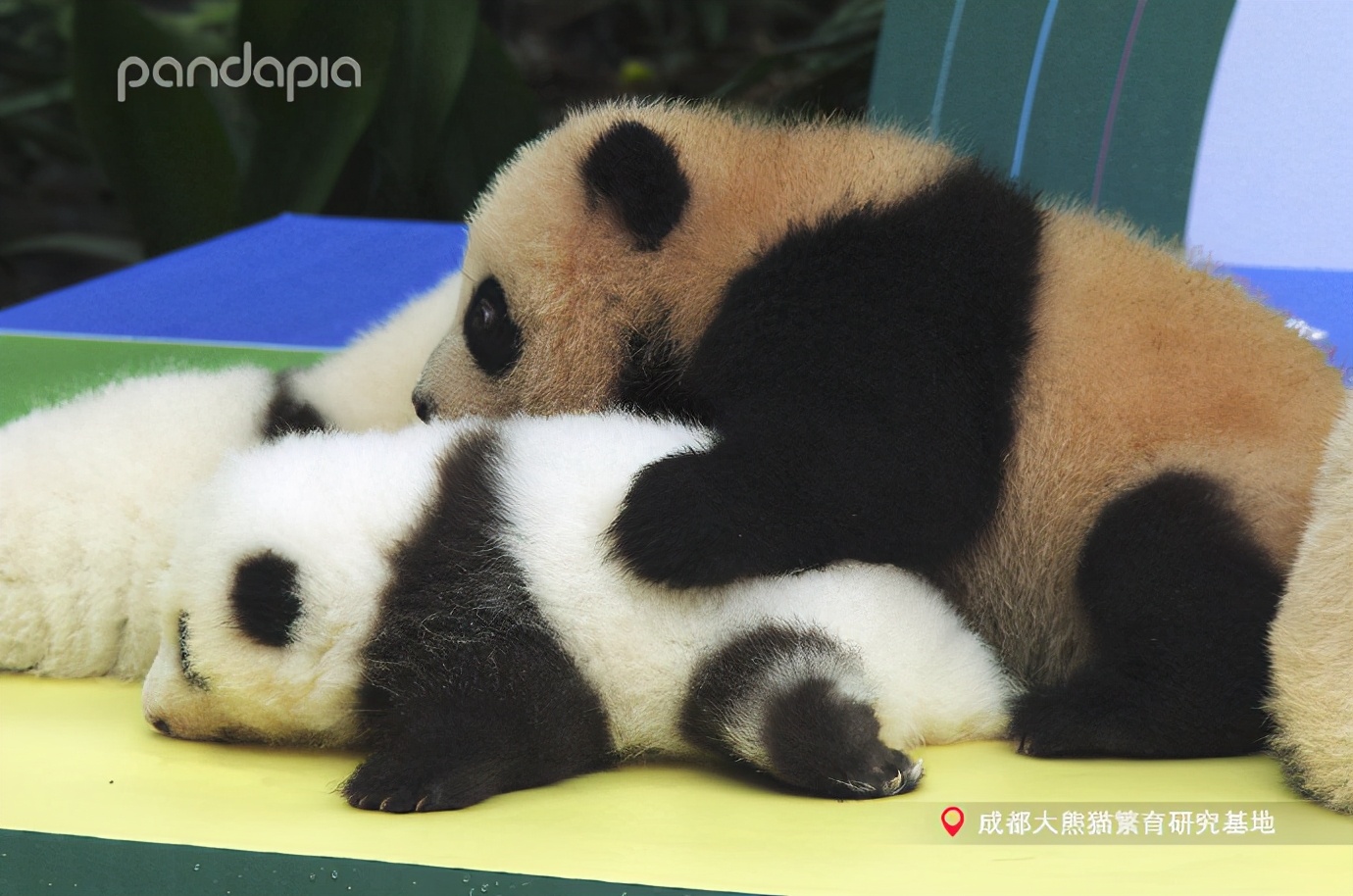 出彩“滚滚”|每一只熊猫都是潜力股......