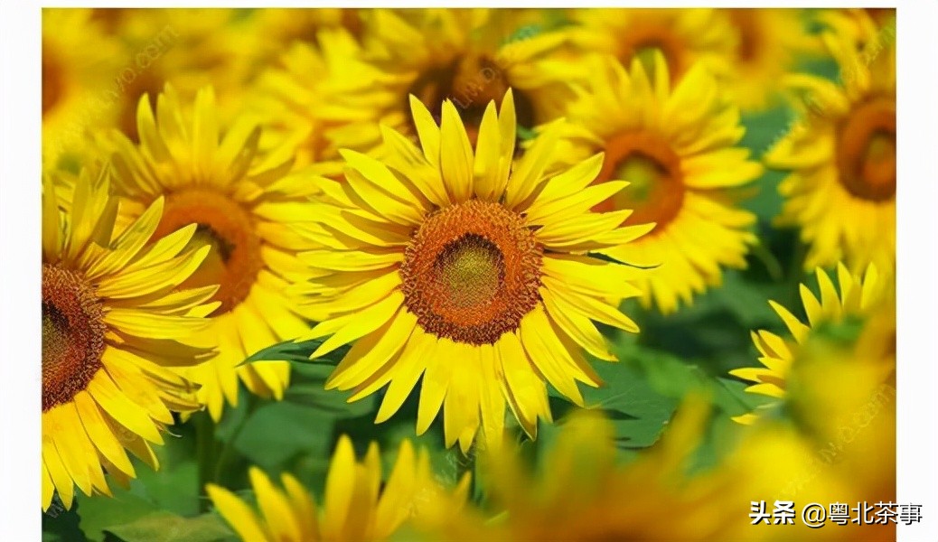 我26岁,不顾朋友劝阻奔现网友,结果被骗得身无分文后悔万分