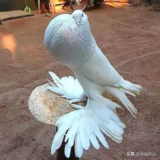 鸟类选美赛,最新鸟类选美大赛