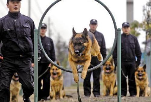德国牧羊犬好不好,德国牧羊犬养公的还是母的好