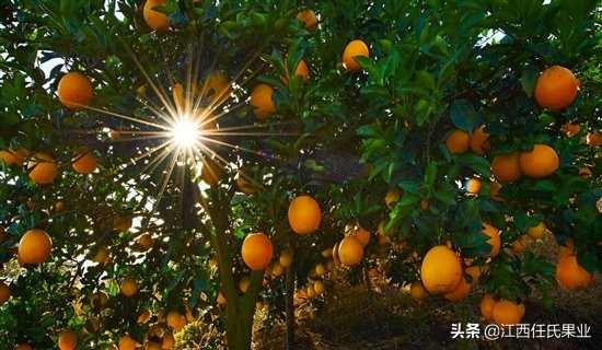 国内哪些牌子的橙比较甜,中国最有名的橙