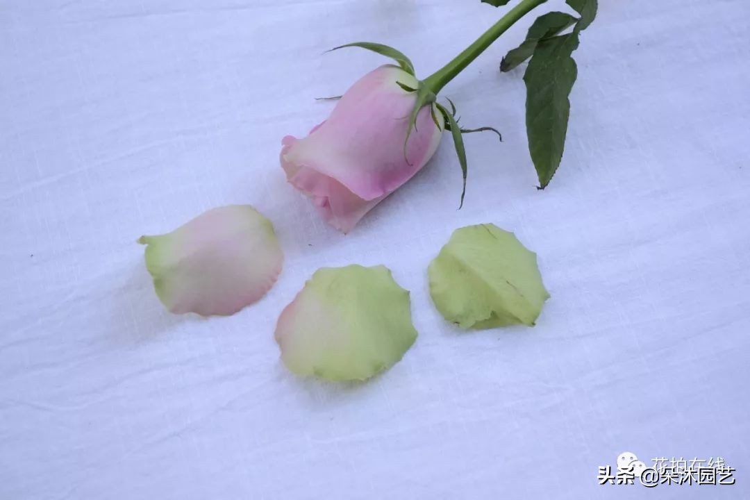 科普|别再吐槽啦，玫瑰不“新鲜”才是正常的！那叫保护瓣儿~
