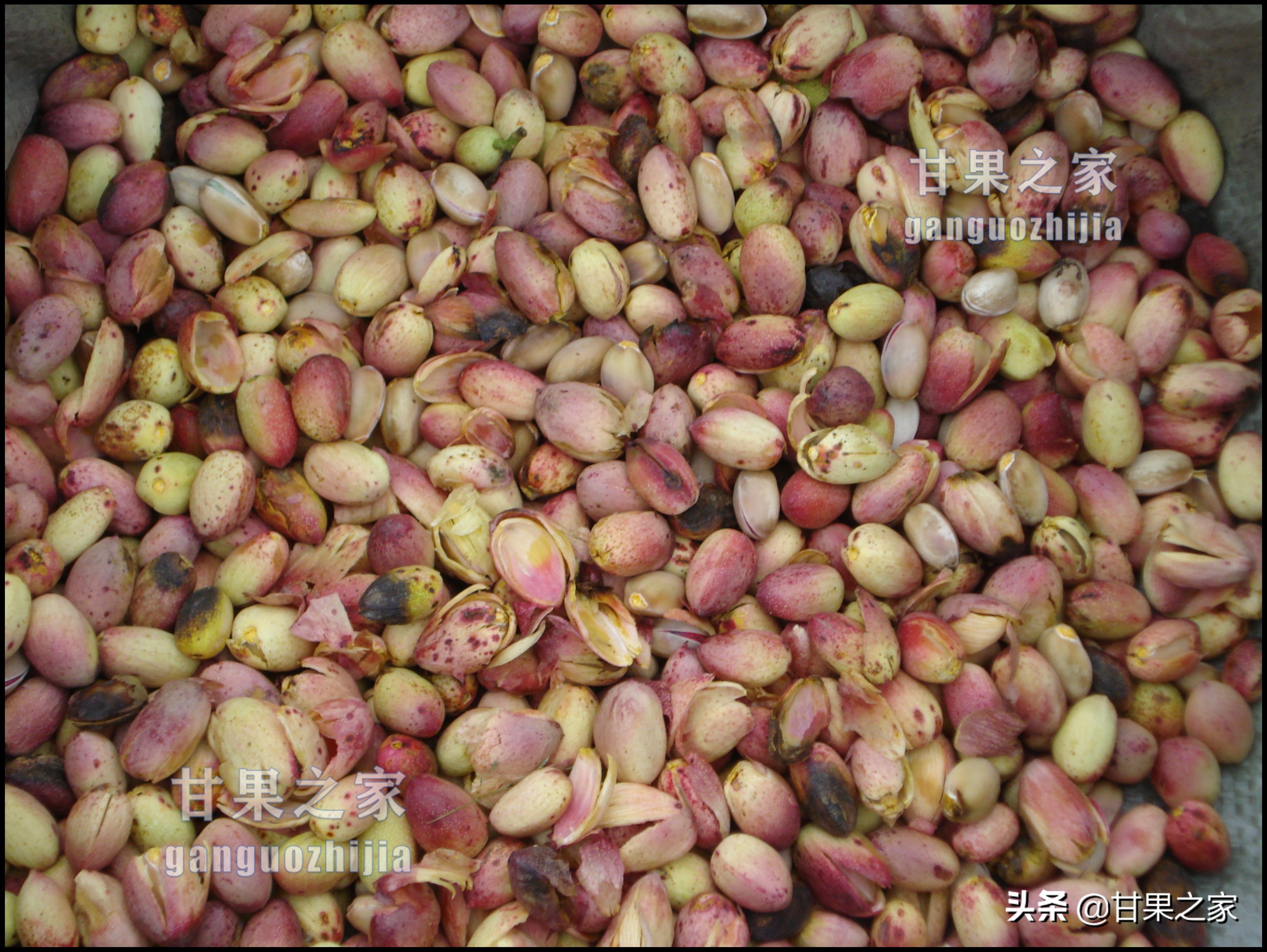 开心果的生长环境是什么,开心果是什么果树种出来的