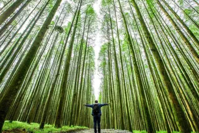 重庆南川金佛山自驾游图片,重庆金佛山自驾游最佳路线