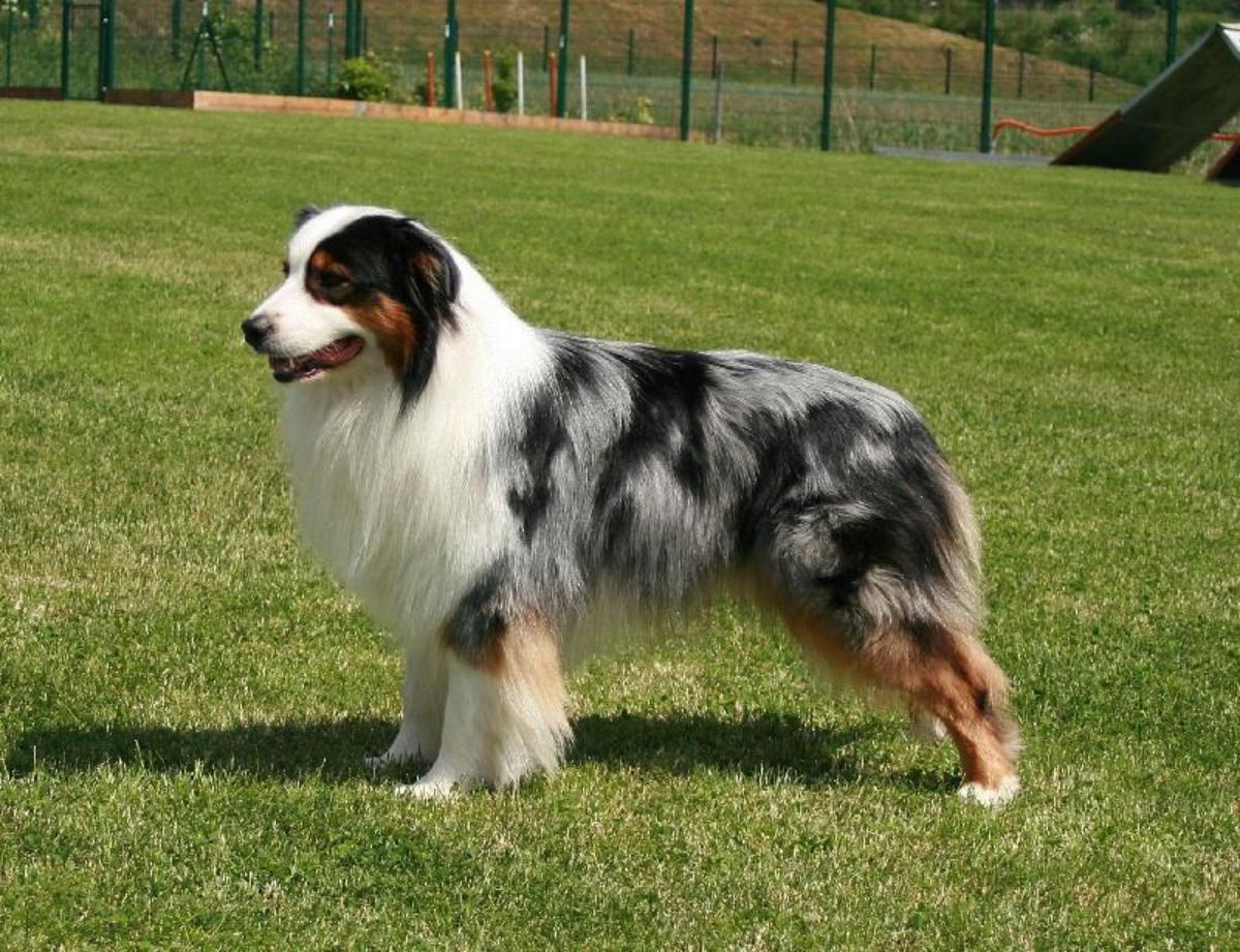 世界上十种最小的犬科动物,世界上最厉害的牧羊犬排名