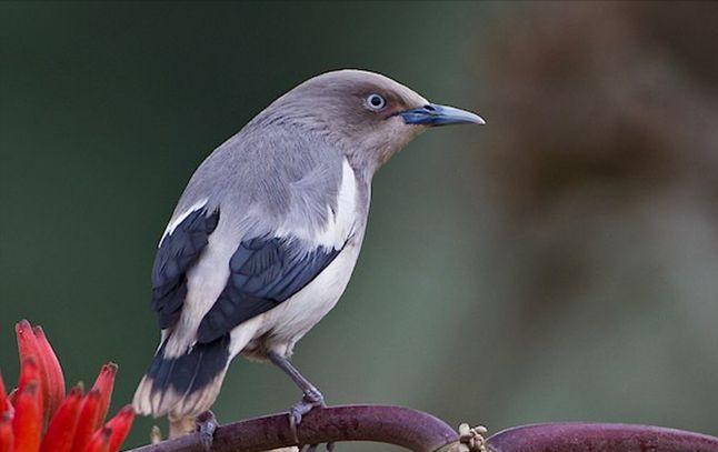 广东常见鸟类图谱和名称图文,东江揽胜鸟类