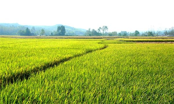 代理加盟哪种比较好,品牌联营好还是加盟好