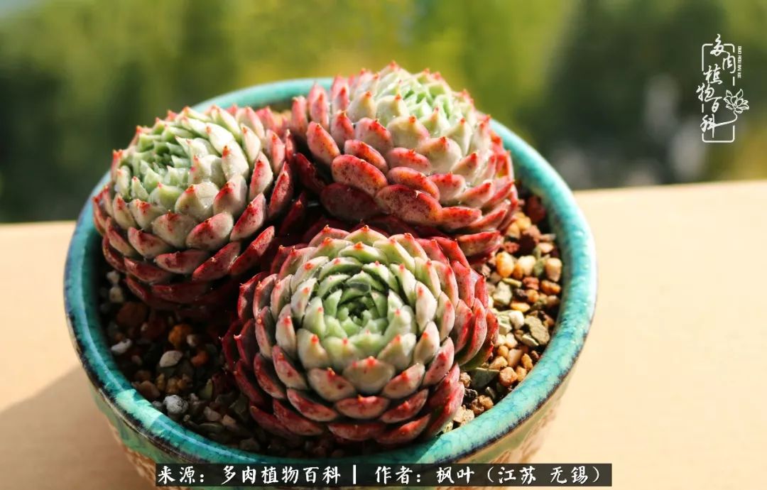 多肉与生命感悟,多肉时光