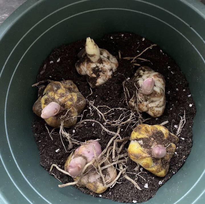 百合繁殖的小球怎么养大,百合可以边养球边开花吗