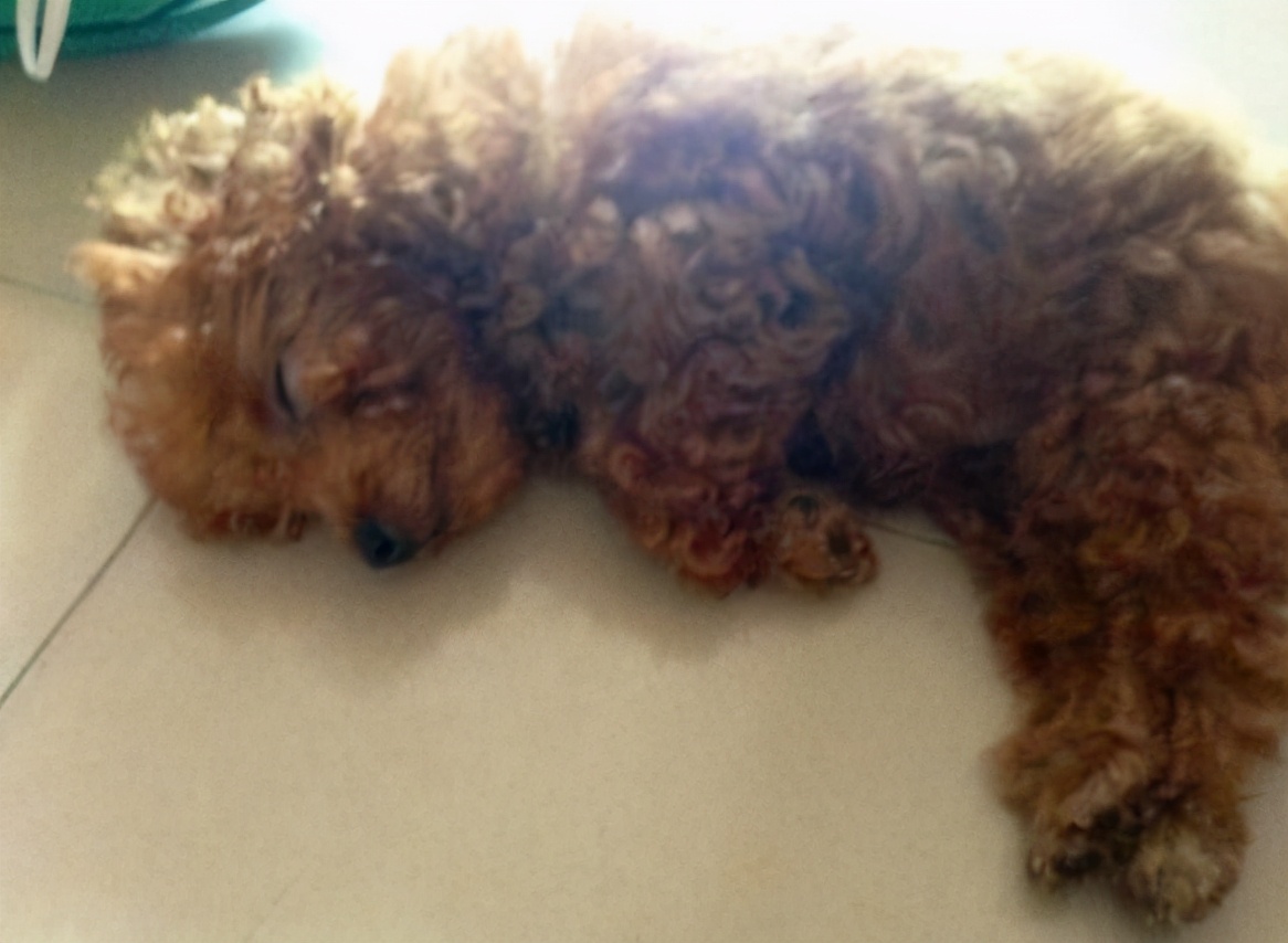 怎样挑选好的泰迪犬,挑选泰迪犬的小技巧有哪些