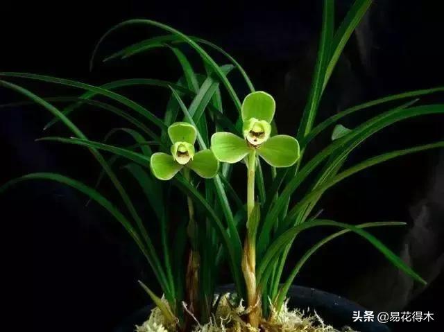 莲瓣兰的花和春剑的花有什么区别,春剑春兰莲瓣兰豆瓣兰怎么区分