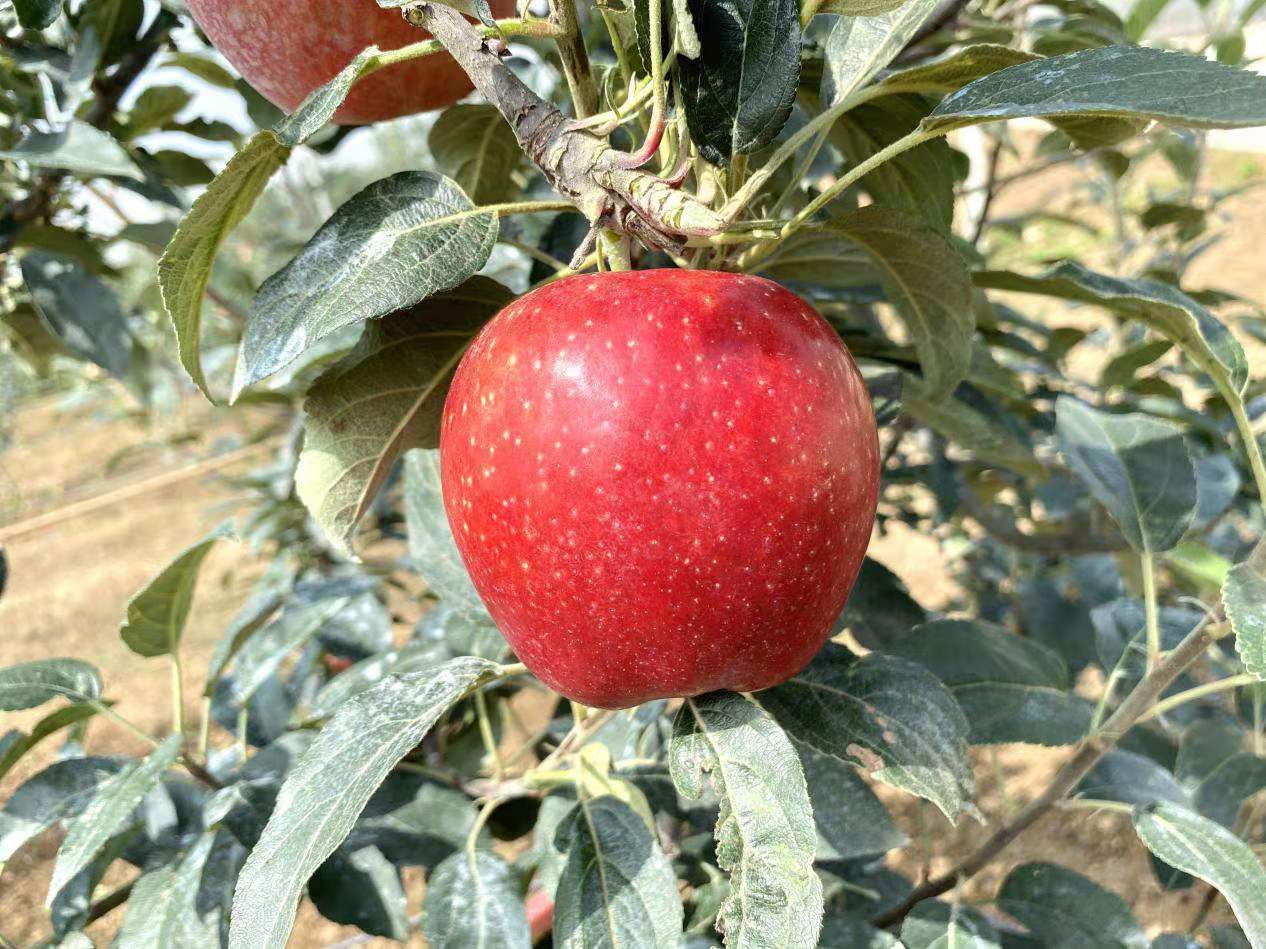 中国最新选育苹果品种,9个品种苹果