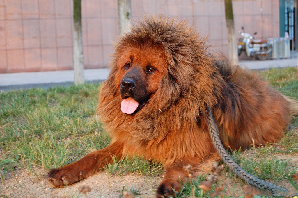 家里有熊孩子能养什么猛犬,家里面养几十条猛犬是什么体验