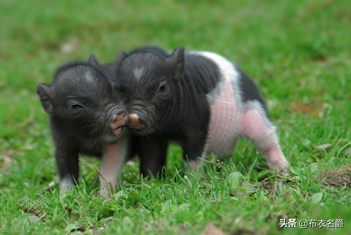 猪肺疫的症状及治疗方法视频,猪肺疫什么猪最易感染