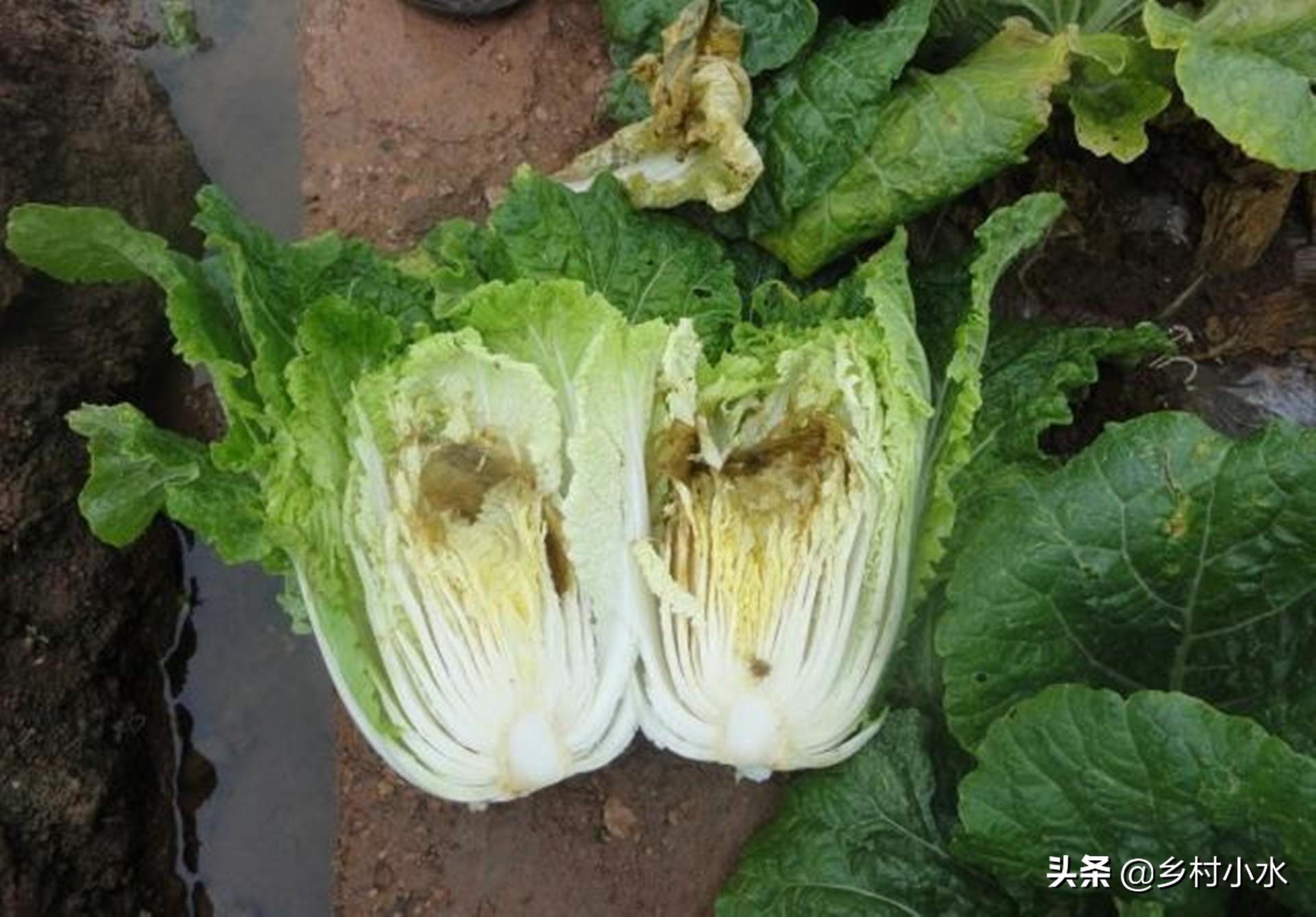 白菜种植小技巧不生虫不生病,白菜的种植技术及病害防治
