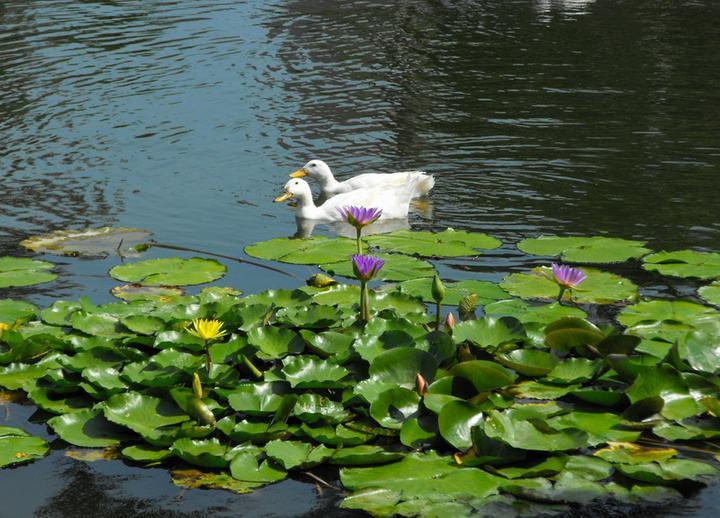 夜读|放鸭田野上,志在云天外