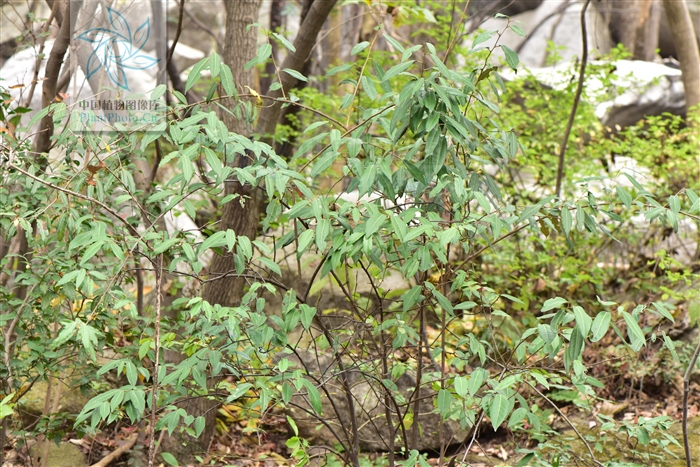 补阳丹主治功效,八宝丹治疗跌打损伤