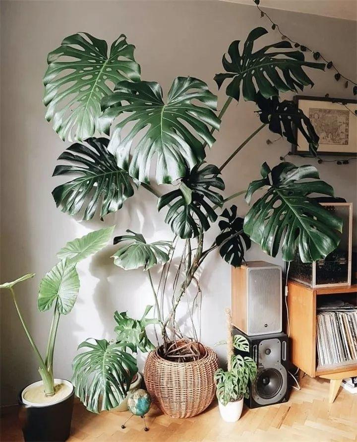 养花新手不知道养什么，就选这几种植物，轻松养爆盆