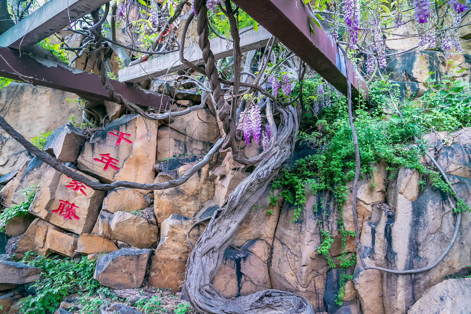 龙口锡青铜大坐佛,龙口全国第一大铜佛