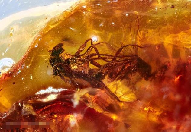 史无前例!一滴松脂让2只“交配”的苍蝇,4100万年后成围观对象
