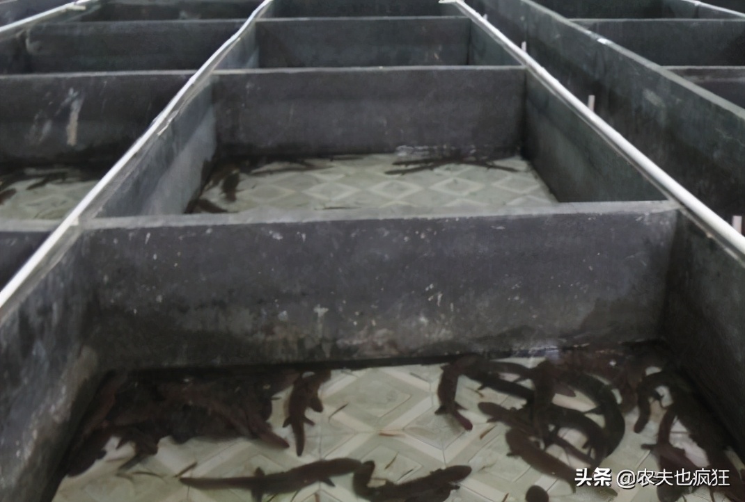 叫声似娃娃哭,是我国重点保护动物,在湖南被端上餐桌百元1斤